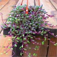 [COD] Chlorophytum plant purple Xuanyue hanging succulent large indoor potted Buddha beads meat flower expensive goods rare species