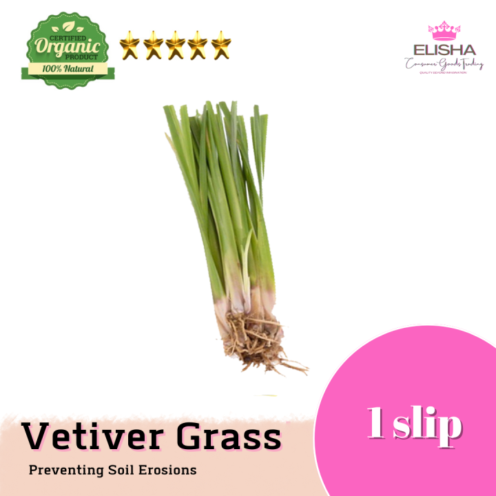 🌱 ELISHA (150100300500) slips Vetiver Grass Slips Stalk Only Helps To Stabilises Soil And
