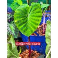 (จัดโปร) Colocasia esculenta Rhubarb,"Red Eye โคโลคาเซียเรดอายจัดส่งมั้งต้นพร้อมกระถางสูง60ซม.ไม้กระแสนิยม ไม้ตลาด ลดราคา ต้นไม้ ต้นไม้มงคล ต้นไม้ฟอกอากาศ ไม้ด่าง