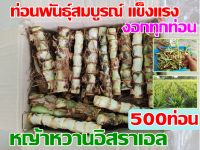 พันธุ์หญ้าหวานอิสราเอล (500ท่อน)