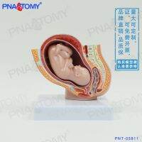 Small female pelvic anatomy of the fetal embryos model gynecology family planning AIDS pregnant uterine pregnancy medical maternity