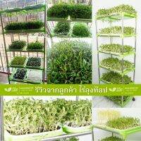 โปรแรง ขายดีที่สุด คอนโดเพาะต้นอ่อนแบบไร้ดิน Hydrosprout ลดต้นทุน ไม่ต้องหาดิน สะอาด สะดวกต่อการปลูก คอนโด หอพัก เก็บเงินปลายทาง