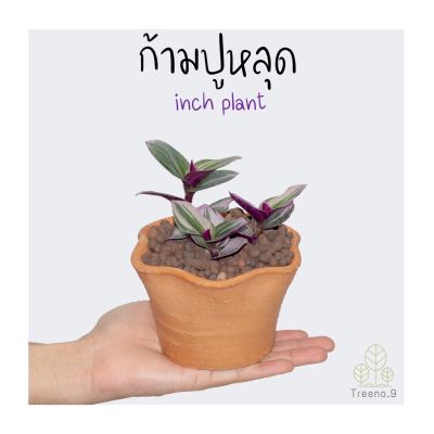 ( PRO+++ ) โปรแน่น.. T147 ก้ามปูหลุด ต้นเล็ก (Silver Inch Plant) กระถาง 3 นิ้ว สูง 10-15 ซม. ไม้ประดับเลื้อย ลวดลายใบสวยงาม สีแทบม่วงน่ารัก ราคาสุดคุ้ม พรรณ ไม้ น้ำ พรรณ ไม้ ทุก ชนิด พรรณ ไม้ น้ำ สวยงาม พรรณ ไม้ มงคล