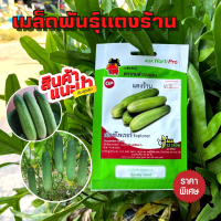 เมล็ดพันธ์ุกบดำกบแดง - แตงร้าน OP ( ผักซอง , เมล็ดพันธุ์ปักราคาถูก พร้อมส่ง )