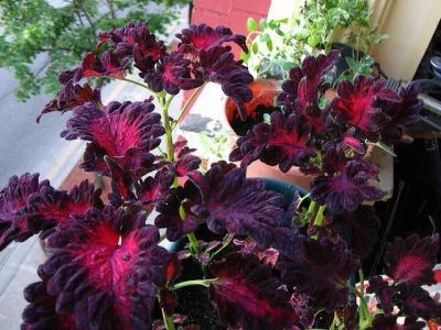 100 เมล็ดพันธุ์ Bonsai เมล็ด ฤษีผสม  เป็นไม้พุ่มโตเร็ว ใบมีหลายสี Plectranthus scutellarioides (Coleus) Seed อัตราการงอกของเมล็ด 80-85%