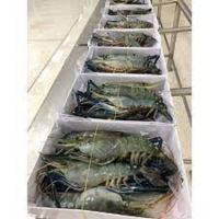 กุ้งแม่น้ำขนาดใหญ่ แท้ 2-3ตัวโล 1โล  ถ้า 3 โลส่งฟรีทั่วประเทศ