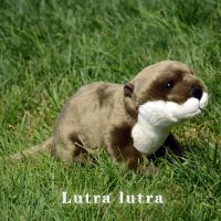 Otter High Felity อนิเมะน่ารักบีเวอร์แบงค์ Plushie Lutra ของเล่นตุ๊กตาสัตว์เหมือนจริงจำลองตุ๊กตาของเล่นของขวัญ