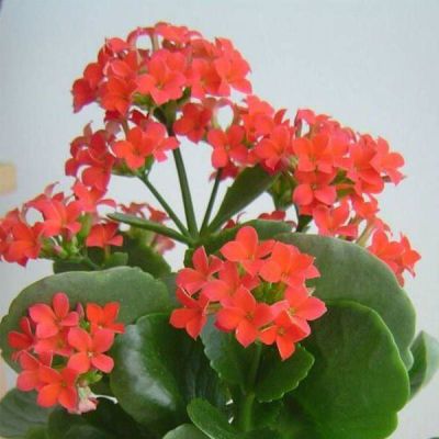 30 เมล็ดพันธุ์ เมล็ด กุหลาบหินดอกซ้อน ไม้อวบน้ำ กุหลาบหิน Kalanchoe blossfeldiana Seed อัตราการงอกสูง 80-85%