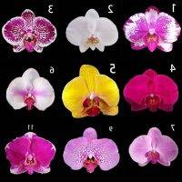 30 เมล็ดพันธุ์ เมล็ดกล้วยไม้ ฟาแลนนอปซิส (Phalaenopsis Orchids) Orchid flower Seed อัตราการงอก 80-85%