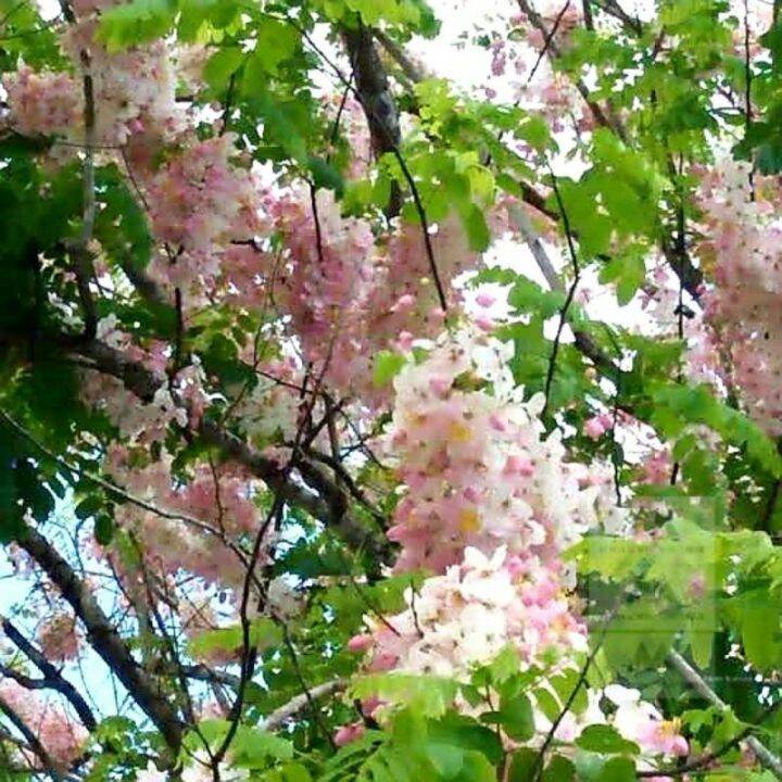 COD Palawan Cherry Blossoms tree seedlings/Balayong tree seedlings live