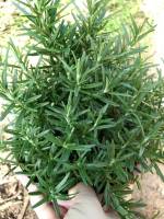 โรสแมรี(Rosemary; Rosmarinus officinalis)กระถางดำ8นิ้ว พุ่มใหญ่สวย เป็นพืชสมุนไพร ใบและลำต้นมีกลิ่นหอม ใช้ปรุงประดับอาหารทำให้มีกลิ่นหอม