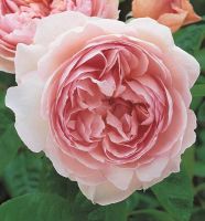 30 เมล็ด เมล็ดพันธุ์ Home Plant Seed Gentle Hermione (Rosa Gentle Hermione) สายพันธุ์อังกฤษ ดอกกุหลาบ นำเข้าจากอังกฤษ ดอกใหญ่ พร้อมคู่มือปลูก English Rose Seed