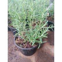 ( Pro+++ ) คุ้มค่า โรสเมรีกระถ่าง5"(Rosemary) ราคาดี พรรณ ไม้ น้ำ พรรณ ไม้ ทุก ชนิด พรรณ ไม้ น้ำ สวยงาม พรรณ ไม้ มงคล