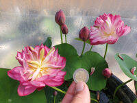 5 เมล็ด เมล็ดพันธุ์บัว บัวนอก สายพันธุ์ Lady Bingley สีชมพู แดง บัวแคระ Micro Lotus(Tea Cup Lotus) บัวจักรพรรดิ์ บัวสวมงาม บัวนำเข้า Lotus Seeds