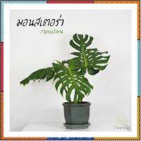 ต้นไม้ฟอกอากาศ Treeno.9 T7☘️มอนสเตร่า 2 ใบใหญ่ **Monstera giant กระถาง 10 นิ้ว ใบ สูง 80-90 ซม. เป็นฟอกอากาศ ราชินีแห่งไม้ใบไม้ประดับ flashsale ลดกระหน่ำ