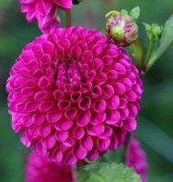 1 เหง้า/ชุุด รักเร่ Dahlia Bulb สายพันธุ์ ADDISON หัวรักเร่ ดอกไม้ หัวหน่อ เหง้า นำเข้า เนเธอร์แลน หัวสดใหม่