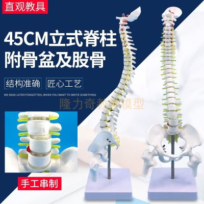 The teaching simulation model of 45 cm human spine vertebra bone with half his leg model 1:1 human body skeleton