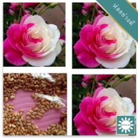 30 เมล็ด เมล็ดพันธุ์ กุหลาบ White Pink Rose Rose seed ดอกใหญ่ นำเข้าจากต่างประเทศ พร้อมคู่มือ เมล็ดใหม่