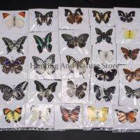 Real Decorations insect Specimens room Collection Artwork Accessories Gifts