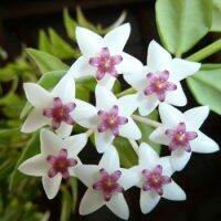 20 เมล็ดพันธุ์ โฮย่า กล้วยไม้โฮย่า สกุลนมตำเลีย (Hoya) มีดอกหอม ให้ดอกตลอดปี ชอบแสงแดดครึ่งวัน อากาศถ่ายเท อัตราการงอก 80-85%