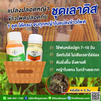 กำจัดวัชพืช ชุดเลาดิส หลังปลูก 7-10 วัน ใบแคบใบกว้าง ไม่เกิน 4 ใบ ในไร่ข้าวโพด คูลเกษตร KP59