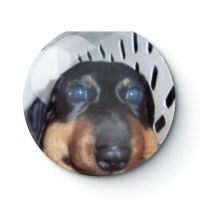 DOG MEME 034 Buttons Brooches Pin Jewelry Accessory Customize Brooch Fashion Lapel Badges Fashion Brooches Pins