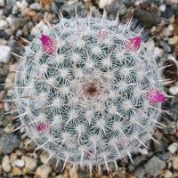 เมล็ดแมมเข็มเงิน (Mammillaria geminispina) 10 เมล็ด