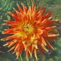 1 หัว /ชุุด เหง้า ต้นรักเร่ Dahlia Bulb สายพันธุ์ Peaches and Cream สีส้ม หัวรักเร่ ดอกไม้ ดอกรักเร่ รักแรกพบ เฟิร์สเลิฟ ดอกไม้นำเข้า พร้อมให้ดอก