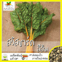 เมล็ดพันธุ์ สวิสชาร์ด สีส้ม 50 เมล็ด Orange Swiss Chard Seed เมล็ดพันธุ์แท้ นำเข้าจากต่างประเทศ ปลูกง่าย โตไว พืชผัก