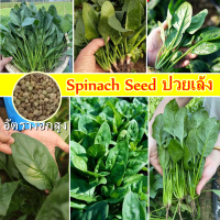 【ปลูกง่าย ปลูกได้ทั่วไทย】เมล็ดพันธุ์ ปวยเล้ง Spinach Seed (200เมล็ด/ซอง) เมล็ดพันธุ์ผัก เมล็ดผัก Vegetable Seed Planted All Seasons เมล็ดพืช ผักสวนครัว ปลูกผัก การันตีอัตรางอก Green Oak Flower Plant บอนสี ดอกไม้  เมล็ดนำเข้า ของแท้ ประเทศไทยพร้อมสต็อก