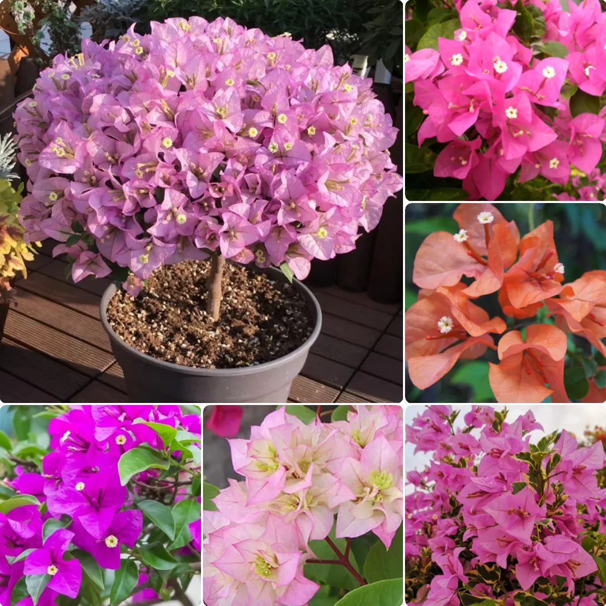 Philippines Ready Stock 100% Genuine 100 Pcs Bougainvillea Seed Green  Ornamental Plant Bonsai Seeds for Planting Flowers Seeds Indoor and Outdoor  Plants Real Live Plant for Sale Easy To Planting In Local