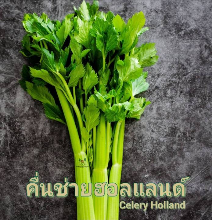 คื่นช่่ายยักษ์ฮอลแลนด์-celery-holland-seed-เมล็ดพันธุ์คื่นฉ่าย-บรรรจุ-100-เมล็ด-10-บาท