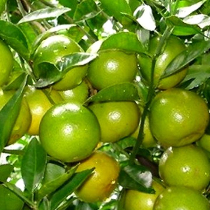 โตเร็ว-ต้นส้มเขียวหวานสายน้ำผึ้งพันธุ์แท้-ปลูกง่าย-ดูแลง่าย-ติดผลไว-เก็บเกี่ยวเร็ว