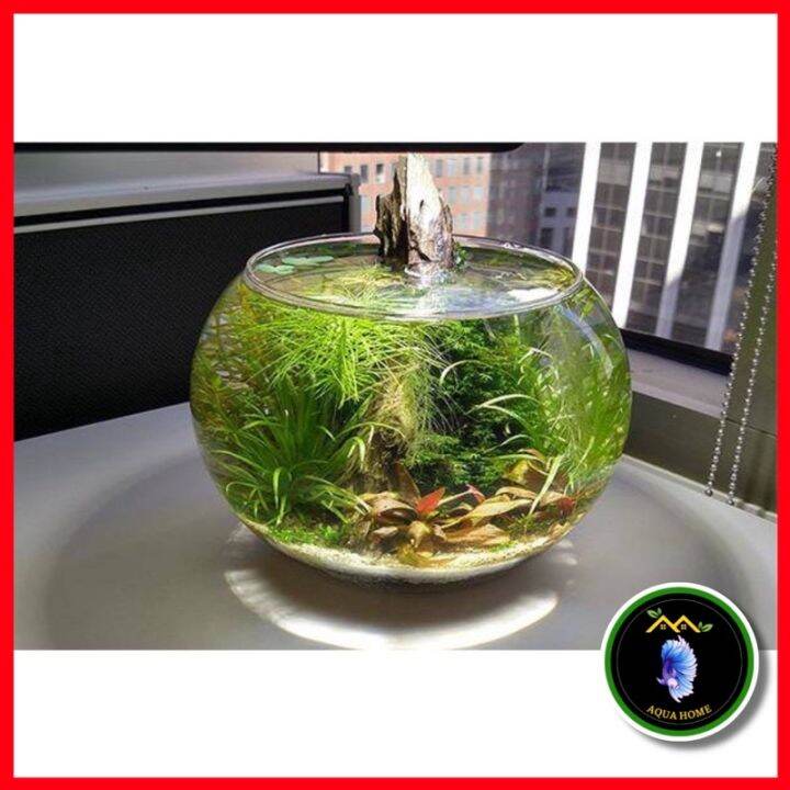 Bể Cá Mini Tròn Để Bàn Kích Cỡ Lớn, Chậu Thủy Tinh Trồng Cây Thủy Sinh,  Chậu Thủy Tinh Trang Trí | Lazada.Vn