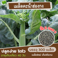 เมล็ดพันธุ์ คะน้าฮ่องกง แบ่งขาย 300 เมล็ด (ซื้อ 5 แถม 1)