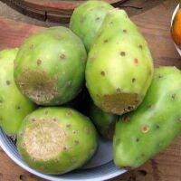 พริคลี่แพร์ผลสีขาว - White fruit Prickly Pear 5 เมล็ด นำเข้าจากมอลต้า