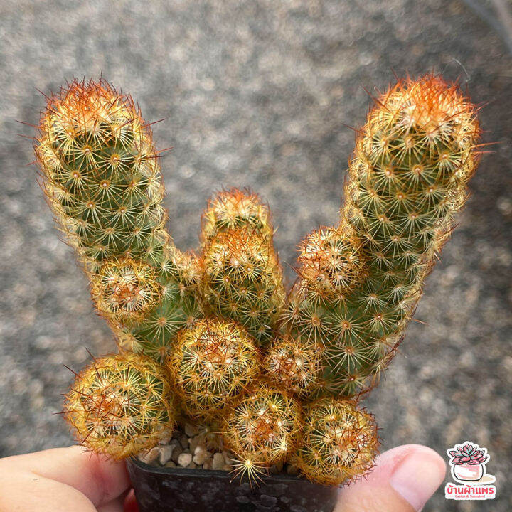 hot-นิ้วนาค-ไซส์เล็ก-mammillaria-elongata-แคคตัส-เพชร-cactus-amp-succulent-ส่งด่วน-พรรณ-ไม้-น้ำ-พรรณ-ไม้-ทุก-ชนิด-พรรณ-ไม้-น้ำ-สวยงาม-พรรณ-ไม้-มงคล