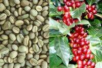 20 เมล็ด เมล็ดกาแฟ อราบิก้า (Arabica) เมล็ดพันธุ์กาแฟ จาก ดอยช้าง อัตรางอก 70-80%