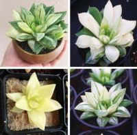 50 เมล็ดพันธุ์ เมล็ด ซักคิวเลนต์ หรือ ไม้อวบน้ำ กระบองเพชร ฮาโวร์เทีย (Haworthia) Succulent seeds อัตราการงอก 80-85%