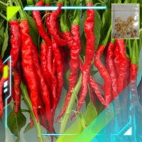 [5แถม1] เมล็ดพันธุ์พริกยาว เมล็ดพริกยาวโจลอง เมล็ดพริกยาว Jo Long Pepper Seeds