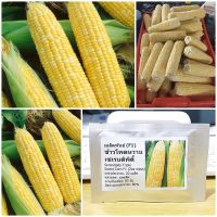 เมล็ดพันธุ์ ข้าวโพดหวาน เซเรนดิพิตี้ (Serendipity Triple Sweet Corn F1 Seed) 20 เมล็ด คุณภาพดี ราคาถูก ของแท้