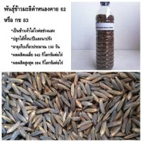 พันธุ์ข้าวมะลิดำหนองคาย62หรือกข83 ชุดทดลอง 300 กรัม