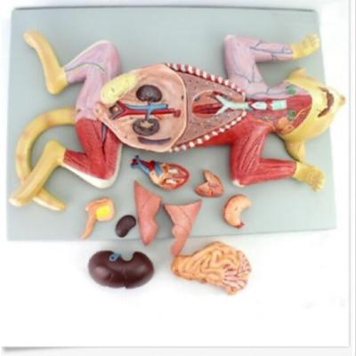 แบบจำลองกายวิภาคศาสตร์อวัยวะหัวใจกล้ามเนื้อ Nerve สัตวแพทย์การศึกษาสัตว์โมเดลการศึกษาอุปกรณ์การเรียนทางการแพทย์ Instrumet