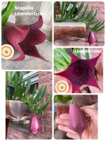 เก๋งจีน ดอกระฆัง Stapelia leendertziae (Black Bells) ฟอร์มกอใหญ่ ไชด์พร้อมให้ดอกสวยปังมากๆ  ส่งแบบเคาะดิน รากแข็งแรง ลูกค้าเอาไปปลูกเอง