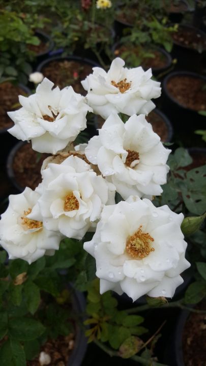 กุหลาบสีขาวพวงดอกมีกลิ่นหอมอ่อนเลี้ยงง่าย