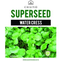 Best - เมล็ด WATER CRESS วอเตอร์เครส