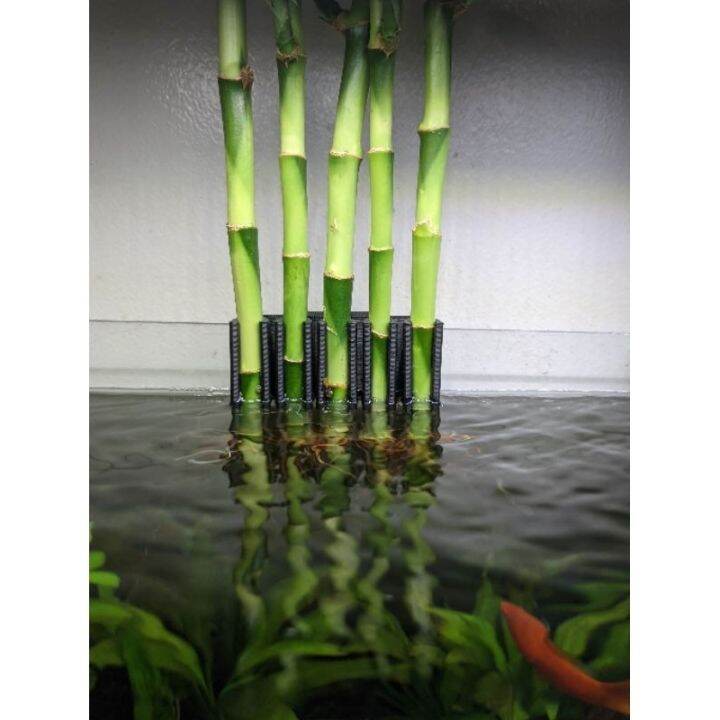 Aquarium plant Lucky Bamboo holder for aquarium IMPROVED VERSION
