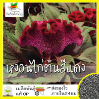 เมล็ดพันธุ์ หงอนไก่ต้น สีแดง 200 เมล็ด Crested Cockscomb seed เมล็ดพันธุ์แท้ นำเข้าจากต่างประเทศ ปลูกง่าย โตไว