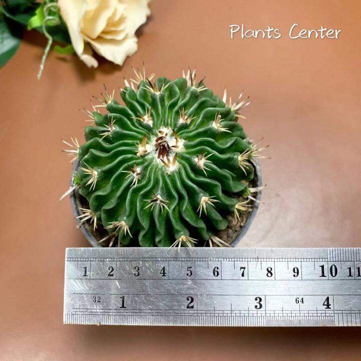 plants-center-พร้อมส่ง-duoly-กระบองเพชร-แคคตัส-cacuts-พร้อมส่ง-คลื่นสมอง-stenocactus-multicostatus-ส่งแบบถอดราก