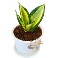 ลิ้นมังกรแคระ โกลเด้น ฮานิอาย พร้อมกระถางญี่ปุ่นสีขาว 5 นิ้ว+จานรอง Sansevieria Trifasciata Golden Hahnii Green (mutate) ต้นไม้ฟอกอากาศ ต้นไม้มงคล มินิมอล